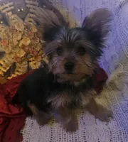 Button, a male Yorkshire Terrier for sale in Rutland, SD – 5 of 9