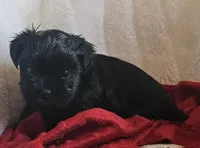 Ebony, a female Shorkie for sale in Rutland, SD – Photo 5 of 5