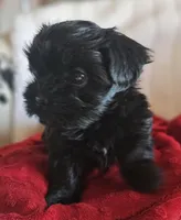 Ebony, a female Shorkie for sale in Rutland, SD – Photo 4 of 5