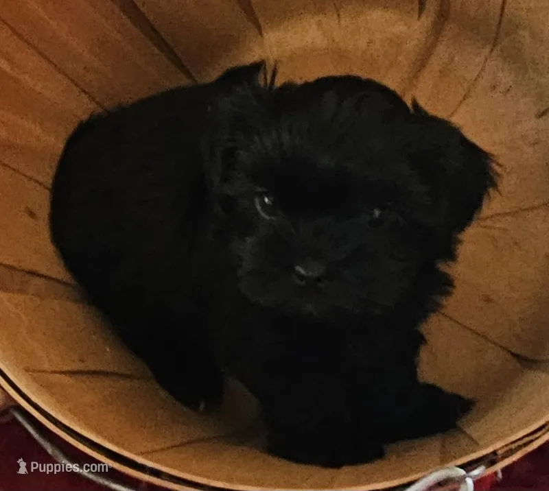Ebony, a female Shorkie for sale in Rutland, SD – Photo 1 of 5