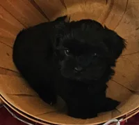 Ebony, a female Shorkie for sale in Rutland, SD – Photo 1 of 5