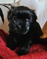 Ebony, a female Shorkie for sale in Rutland, SD – Photo 2 of 5