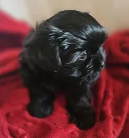 Ebony, a female Shorkie for sale in Rutland, SD – Photo 3 of 5