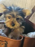 Button, a male Yorkshire Terrier for sale in Rutland, SD – 4 of 6