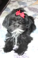 Zeus, a male Shih Tzu and Yorkshire Terrier for sale in Rutland, SD – Photo 5 of 5