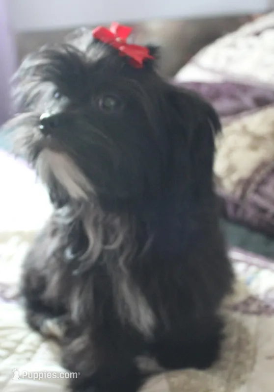 Zeus, a male Shih Tzu and Yorkshire Terrier for sale in Rutland, SD – Photo 1 of 5