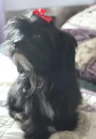 Zeus, a male Shih Tzu and Yorkshire Terrier for sale in Rutland, SD – Photo 1 of 5