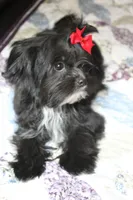 Zeus, a male Shih Tzu and Yorkshire Terrier for sale in Rutland, SD – Photo 2 of 5