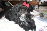 Zeus, a male Shih Tzu and Yorkshire Terrier for sale in Rutland, SD – Photo 3 of 5