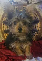 Button, a male Yorkshire Terrier for sale in Rutland, SD – 3 of 9
