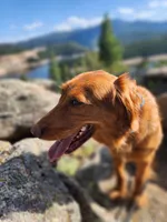 Orange Girl AKC, a female Golden Retriever for sale in Boulder, CO – Photo 2 of 3