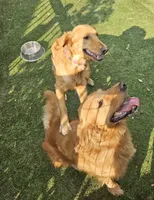 Lime Girl AKC, a female Golden Retriever for sale in Boulder, CO – Photo 3 of 3