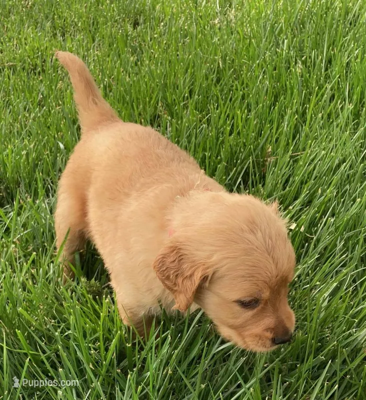 AKC Bonnie – Golden Retriever puppy for sale in Boulder, CO