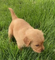 AKC Bonnie, a female Golden Retriever for sale in Boulder, CO – 1 of 3