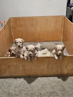 Purple Boy AKC, a male Golden Retriever for sale in Boulder, CO – Photo 1 of 3