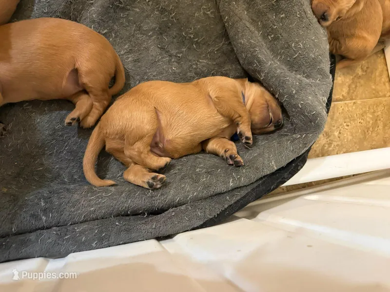 AKC Jane – Golden Retriever puppy for sale in Boulder, CO