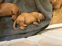 AKC Jane, a female Golden Retriever for sale in Boulder, CO – 1 of 2