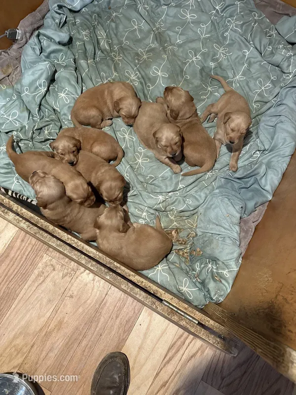 AKC Barbara – Golden Retriever puppy for sale in Boulder, CO