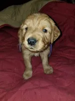 green boy, a male Golden Retriever for sale in Boulder, CO – 2 of 2