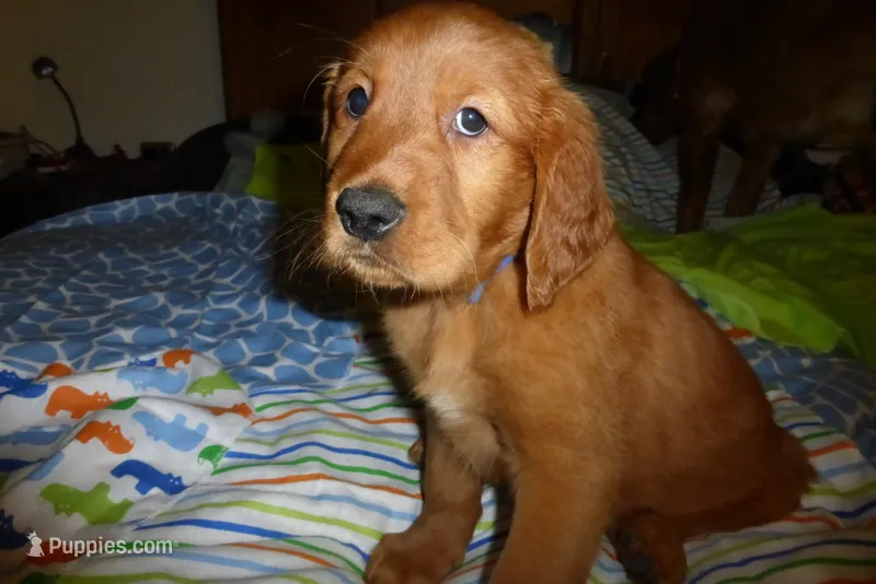 green boy – Golden Retriever puppy for sale in Boulder, CO