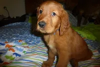 green boy, a male Golden Retriever for sale in Boulder, CO – 1 of 2