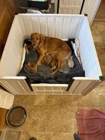 AKC Bonnie, a female Golden Retriever for sale in Boulder, CO – 3 of 3