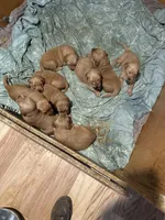 AKC Bonnie, a female Golden Retriever for sale in Boulder, CO – 2 of 3