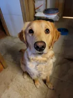 Yellow Girl AKC, a female Golden Retriever for sale in Boulder, CO – Photo 3 of 3
