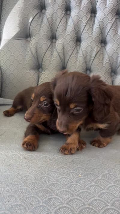 Shogg, a male Miniature Dachshund for sale in Fair Play, MO – 8 of 9
