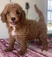 West , a male Miniature Goldendoodle for sale in Fair Play, MO – 4 of 7