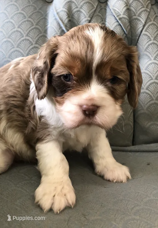 Bikkle – Cavalier King Charles Spaniel puppy for sale in Fair Play, MO