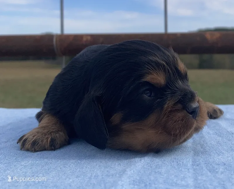 Rustler, a male Cavalier King Charles Spaniel for sale in Fair Play, MO – 1 of 3