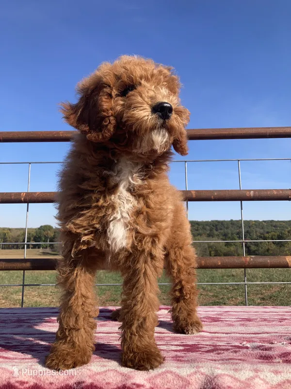 West  – Miniature Goldendoodle puppy for sale in Fair Play, MO