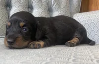 Triss, a female Miniature Dachshund for sale in Fair Play, MO – 2 of 4