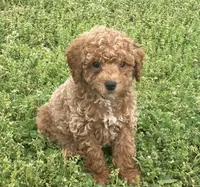 Chance , a male Miniature Goldendoodle for sale in Fair Play, MO – 2 of 7