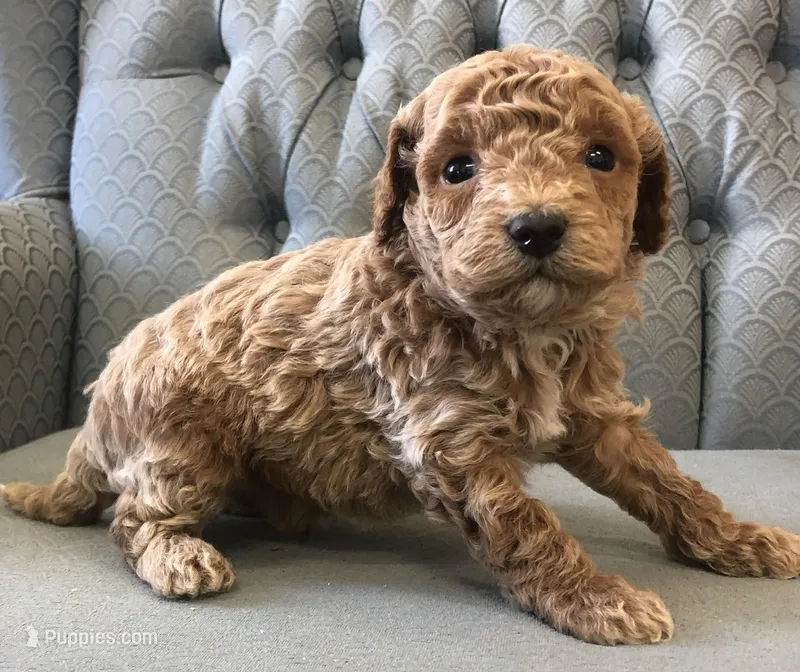 Chance  – Miniature Goldendoodle puppy for sale in Fair Play, MO