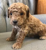 Chance , a male Miniature Goldendoodle for sale in Fair Play, MO – Photo 2 of 2