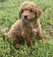 Chance , a male Miniature Goldendoodle for sale in Fair Play, MO – 4 of 7