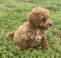 Chance , a male Miniature Goldendoodle for sale in Fair Play, MO – 3 of 7