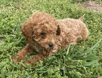 Chance , a male Miniature Goldendoodle for sale in Fair Play, MO – 1 of 7