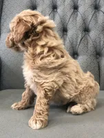 Wynter, a female Miniature Goldendoodle for sale in Fair Play, MO – Photo 3 of 4