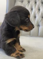 Russa, a female Miniature Dachshund for sale in Fair Play, MO – 2 of 3