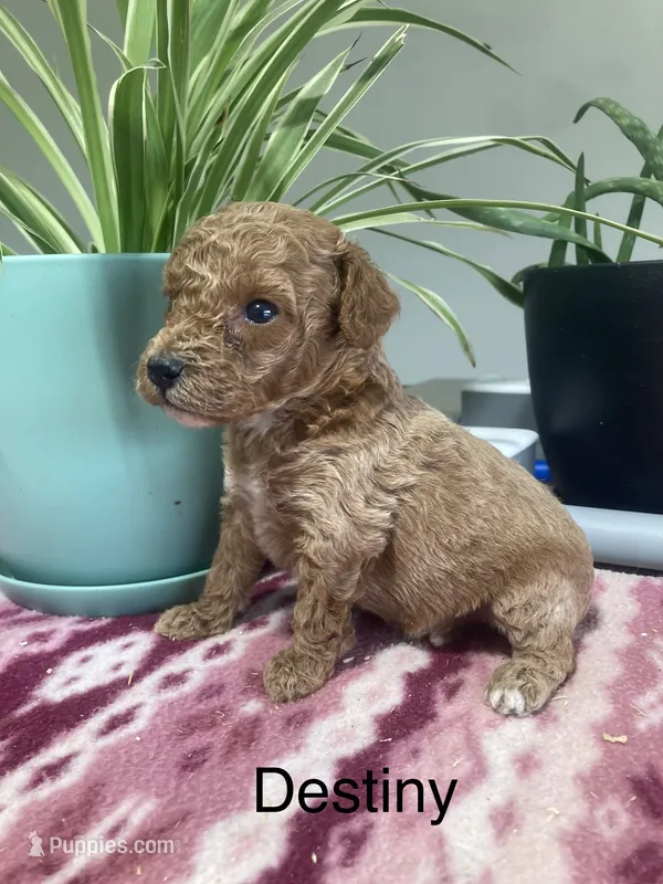 Destiny – Miniature Goldendoodle puppy for sale in Fair Play, MO