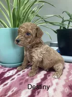 Destiny, a female Miniature Goldendoodle for sale in Fair Play, MO – 1 of 1