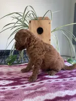 Wren, a female Miniature Goldendoodle for sale in Fair Play, MO – 3 of 3