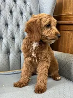 Shetland , a female Miniature Goldendoodle for sale in Fair Play, MO – 2 of 10