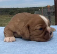 Raider, a male Cavalier King Charles Spaniel for sale in Fair Play, MO – 2 of 5