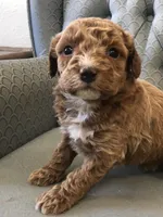 Cinnamon , a female Miniature Goldendoodle for sale in Fair Play, MO – Photo 2 of 2