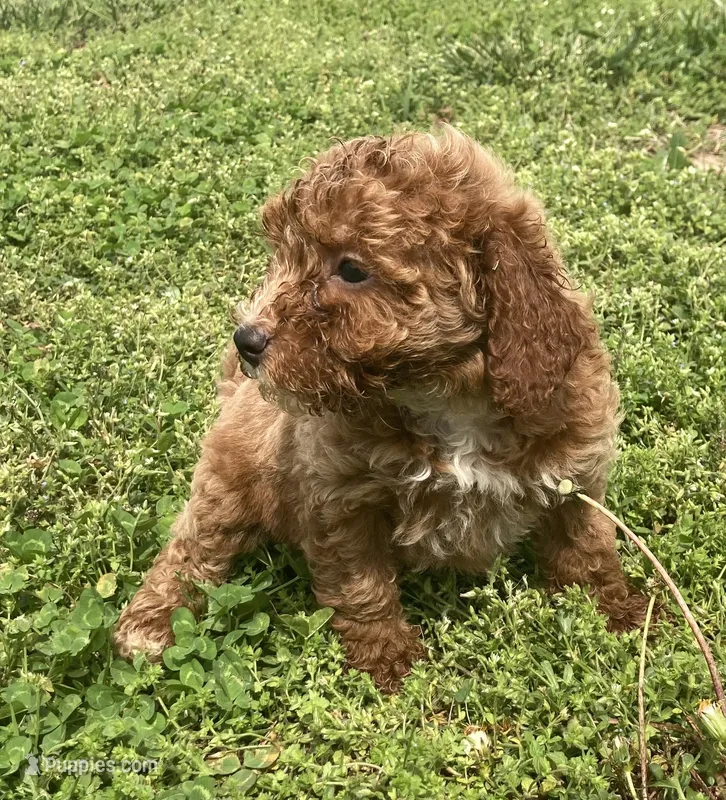 Cinnamon  – Miniature Goldendoodle puppy for sale in Fair Play, MO