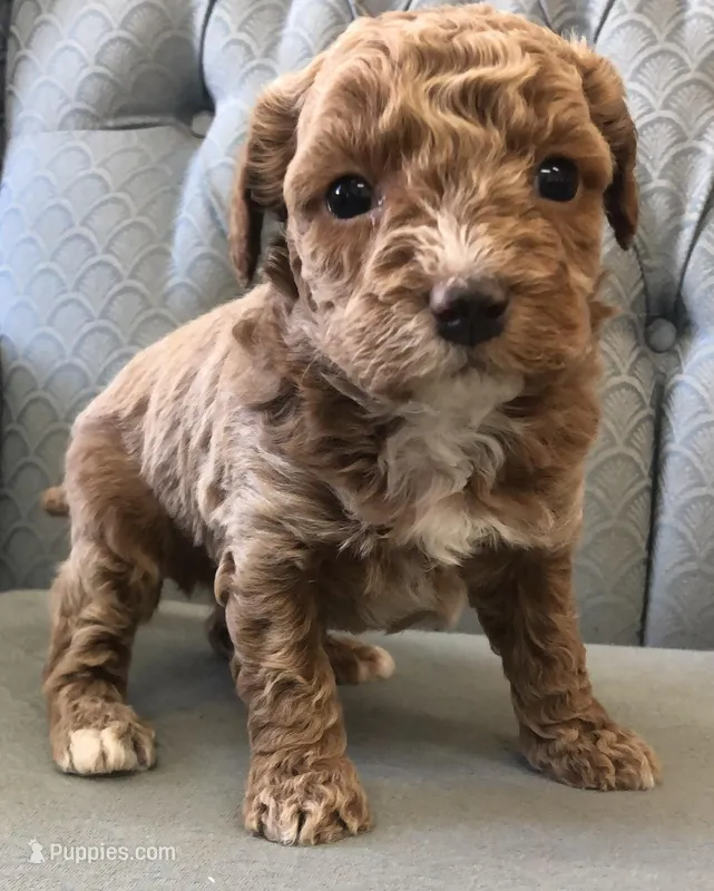 Cinnamon  – Miniature Goldendoodle puppy for sale in Fair Play, MO